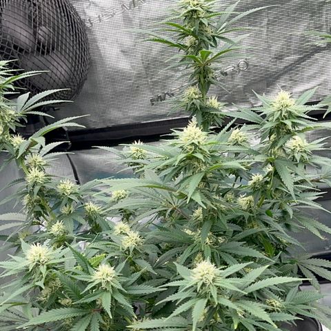  Critical Light growlog timeline photo