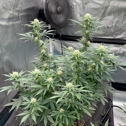  Critical Light growlog timeline photo