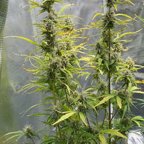 Piña X Zweet  growlog timeline photo