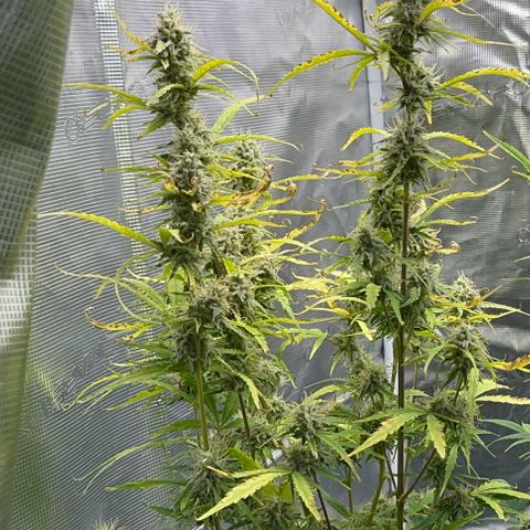 Piña X Zweet  growlog timeline photo