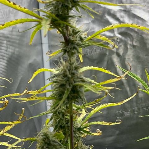 Piña X Zweet  growlog timeline photo