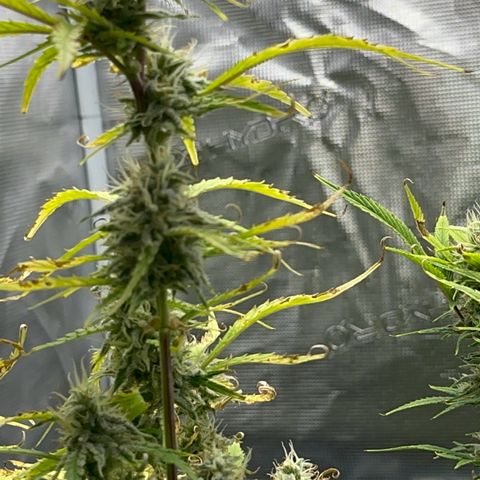 Piña X Zweet  growlog timeline photo