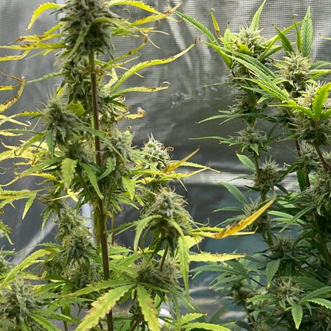 Piña X Zweet  growlog timeline photo