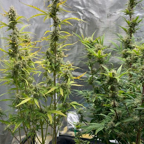 Piña X Zweet  growlog timeline photo