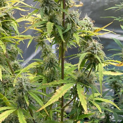 Piña X Zweet  growlog timeline photo
