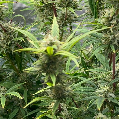 Knows Candy growlog timeline photo