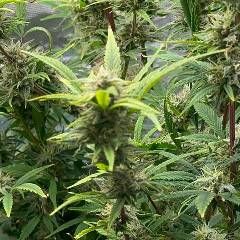 Knows Candy growlog timeline photo