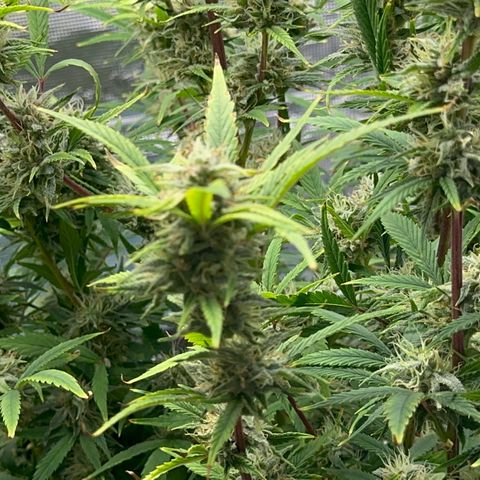 Knows Candy growlog timeline photo
