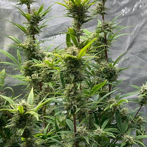Knows Candy growlog timeline photo