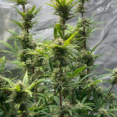 Knows Candy growlog timeline photo