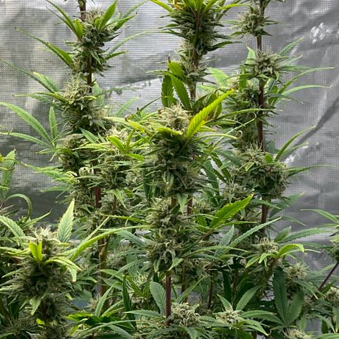 Knows Candy growlog timeline photo