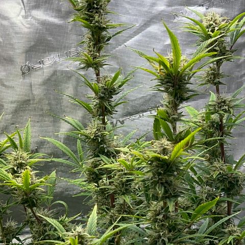 Knows Candy growlog timeline photo