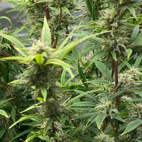 Knows Candy growlog timeline photo