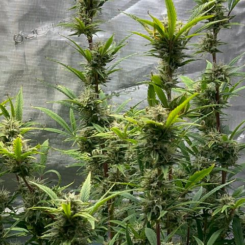 Knows Candy growlog timeline photo