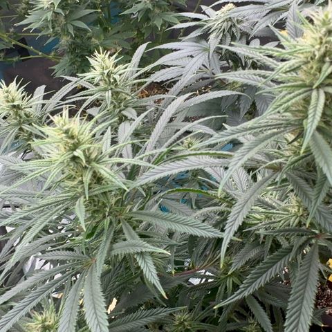  Hawaiian Snow  growlog timeline photo