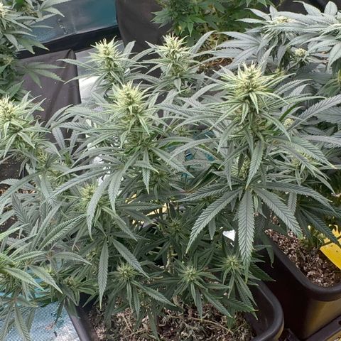  Hawaiian Snow  growlog timeline photo