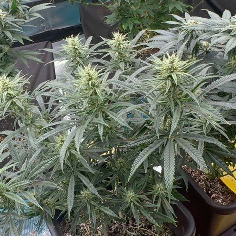  Hawaiian Snow  growlog timeline photo