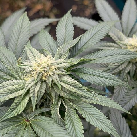 Dayger  growlog timeline photo