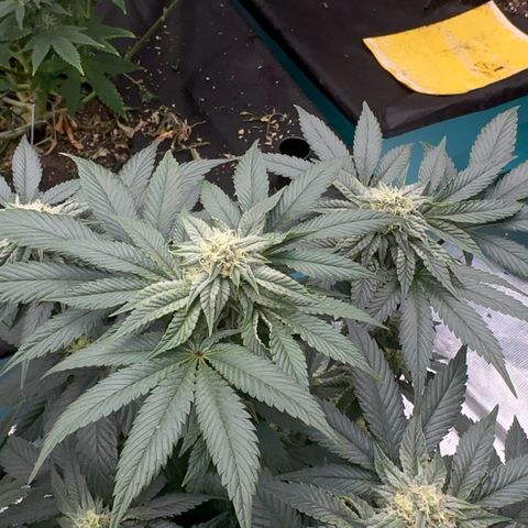 Dayger  growlog timeline photo