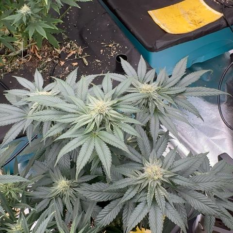 Dayger  growlog timeline photo