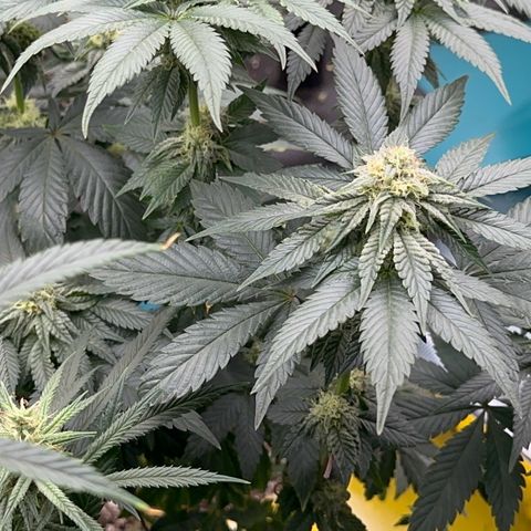 Dayger  growlog timeline photo