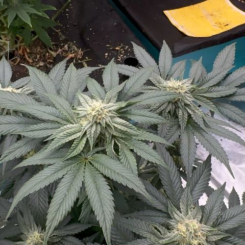 Dayger  growlog timeline photo
