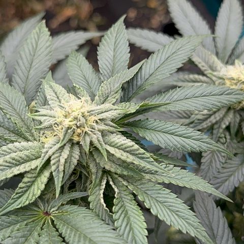 Dayger  growlog timeline photo
