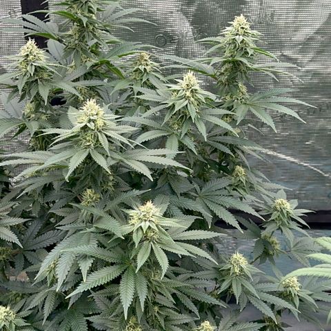 Deleted  🎬 1 growlog timeline photo