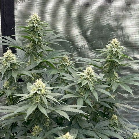 Deleted  🎬 1 growlog timeline photo
