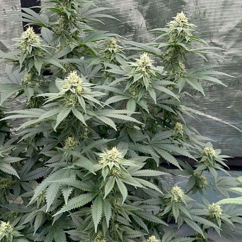 Deleted  🎬 1 growlog timeline photo