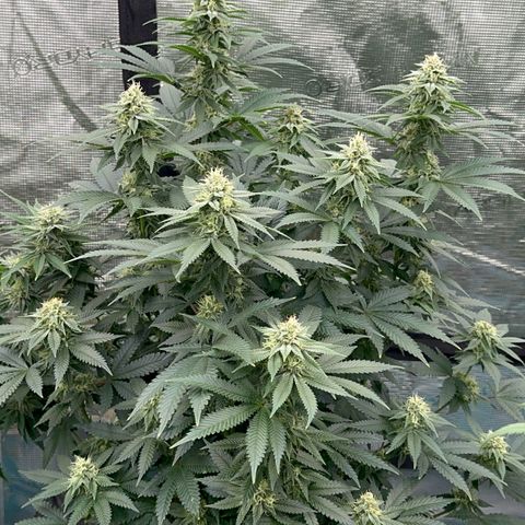 Deleted  🎬 1 growlog timeline photo