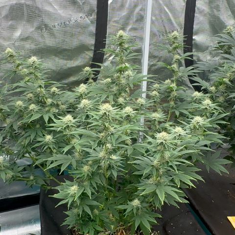 Cluster bomb  growlog timeline photo