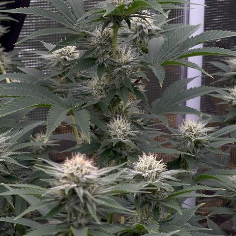  Cluster bomb  growlog timeline photo