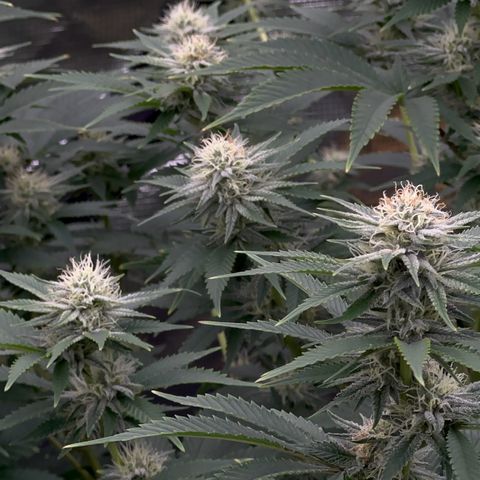  Cluster bomb  growlog timeline photo