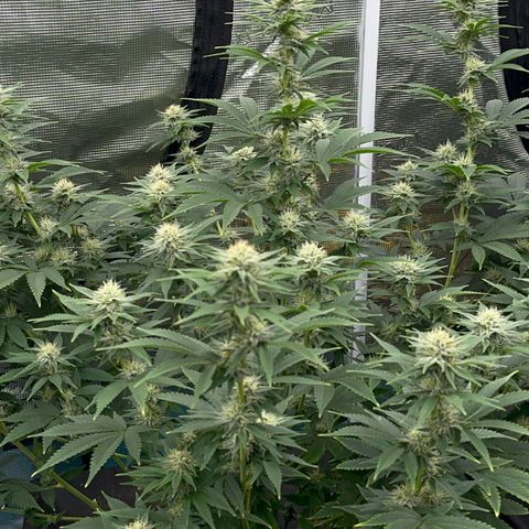  Cluster bomb  growlog timeline photo