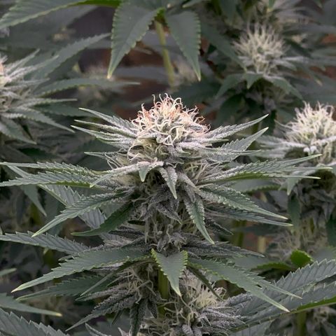  Cluster bomb  growlog timeline photo