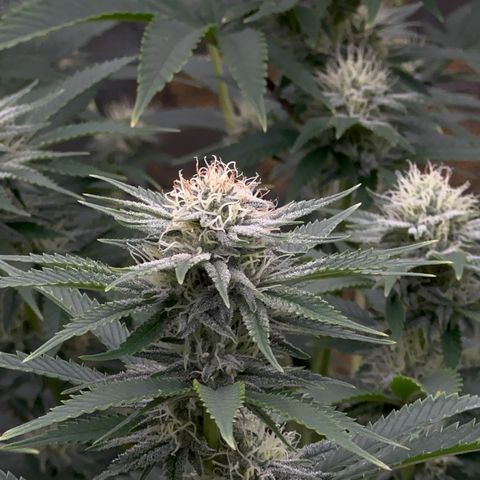  Cluster bomb  growlog timeline photo