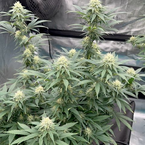  Critical Light growlog timeline photo