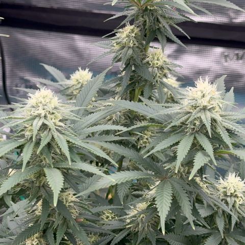  Critical Light growlog timeline photo