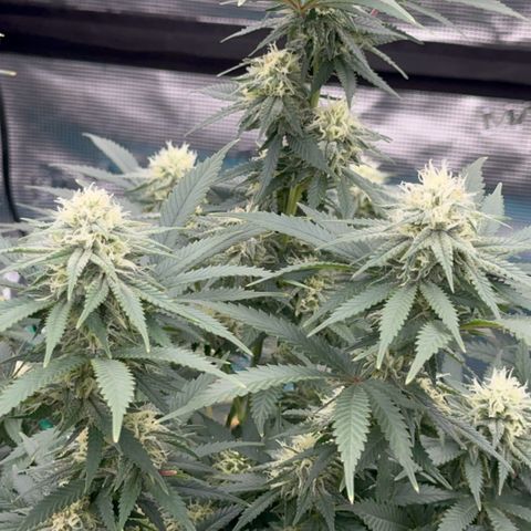  Critical Light growlog timeline photo