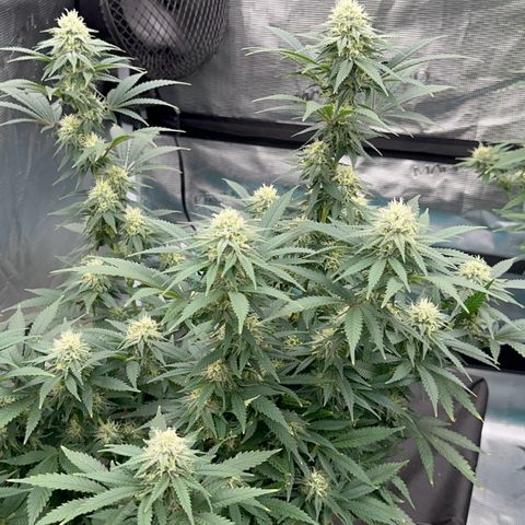  Critical Light growlog timeline photo