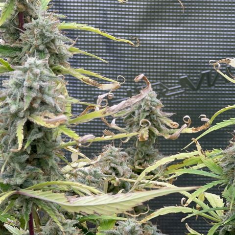 Piña X Zweet  growlog timeline photo