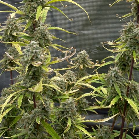 Piña X Zweet  growlog timeline photo