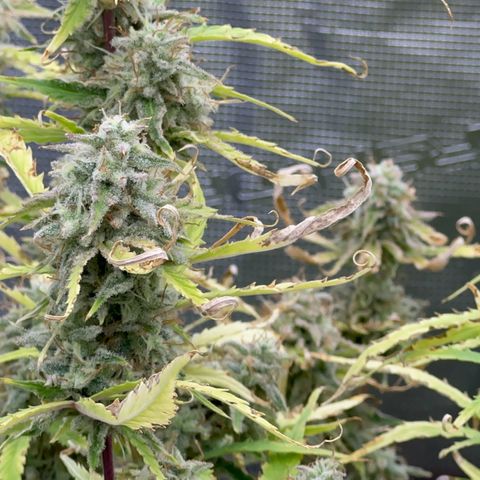 Piña X Zweet  growlog timeline photo