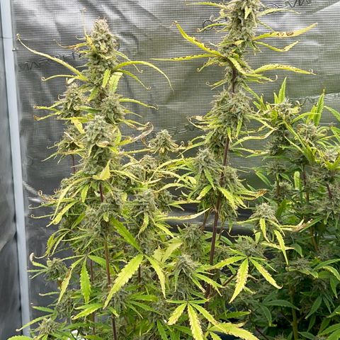 Piña X Zweet  growlog timeline photo