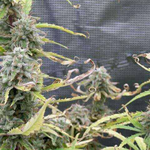 Piña X Zweet  growlog timeline photo
