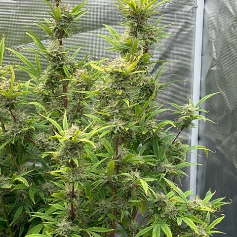 Knows Candy growlog timeline photo