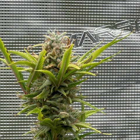 Knows Candy growlog timeline photo