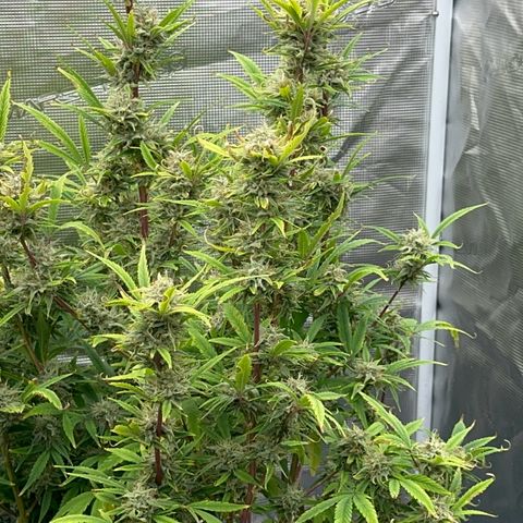 Knows Candy growlog timeline photo