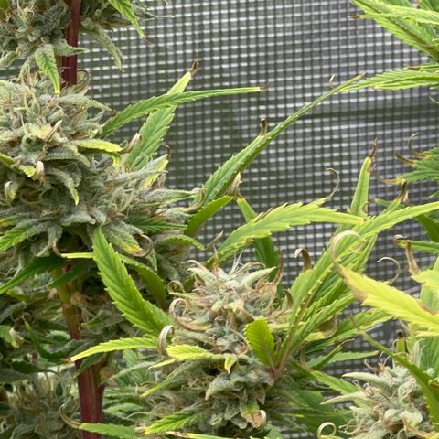 Knows Candy growlog timeline photo